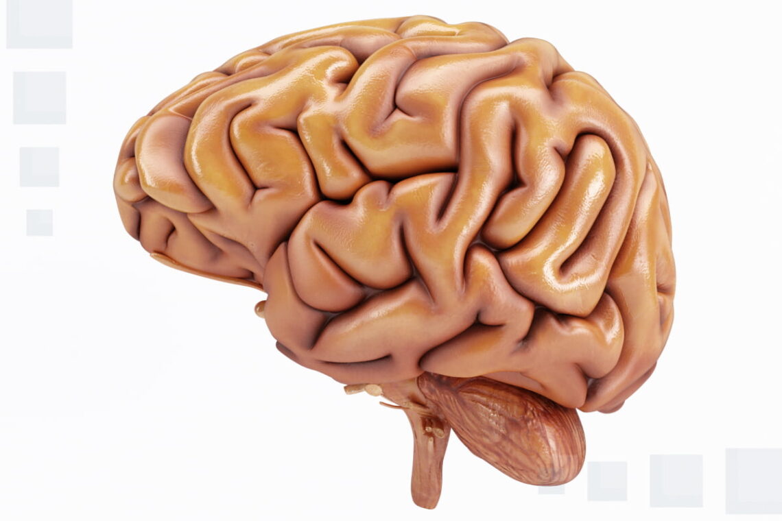 developmental abnormalities of the brain