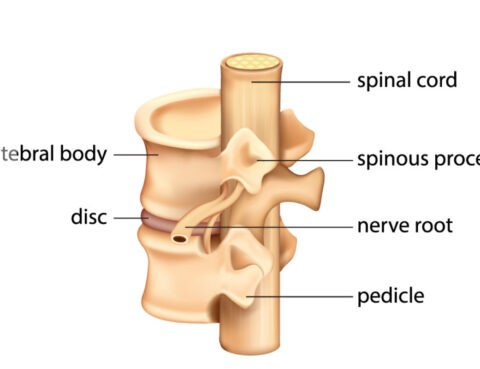median nerve