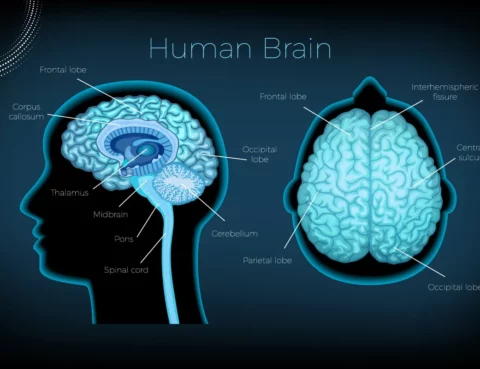 The Brain Anatomy and its Functions