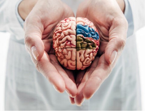 brain dummy in doctor's hands