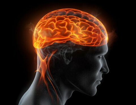 brain in the human head