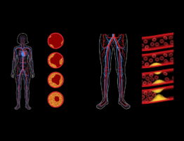 illustration of the human circulatory system and blood cell flow on a black background