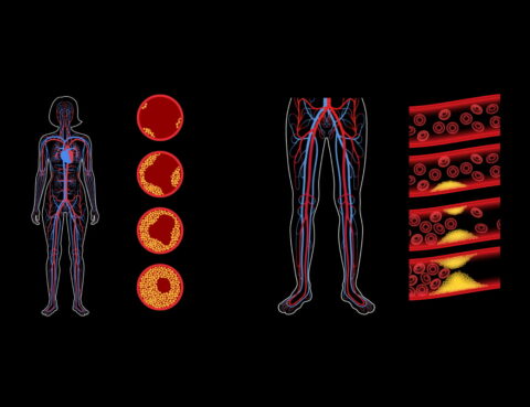 illustration of the human circulatory system and blood cell flow on a black background